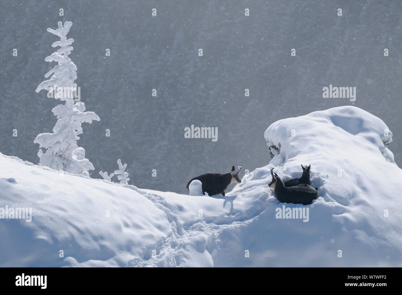 Chamois (Rupicapra rupicapra carpatica) groupe dans la neige, montagnes Ceahlau, Roumanie. Janvier Banque D'Images