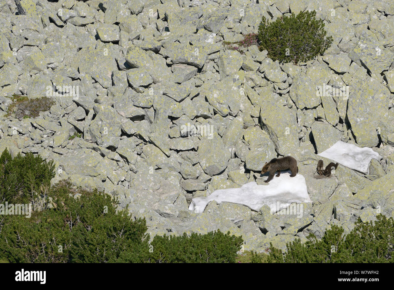 Ours brun (Ursus arctos arctos) mère avec de petits oursons entre dwarf pin (Pinus mugo) dans les montagnes Retezat, Roumanie. Juin Banque D'Images