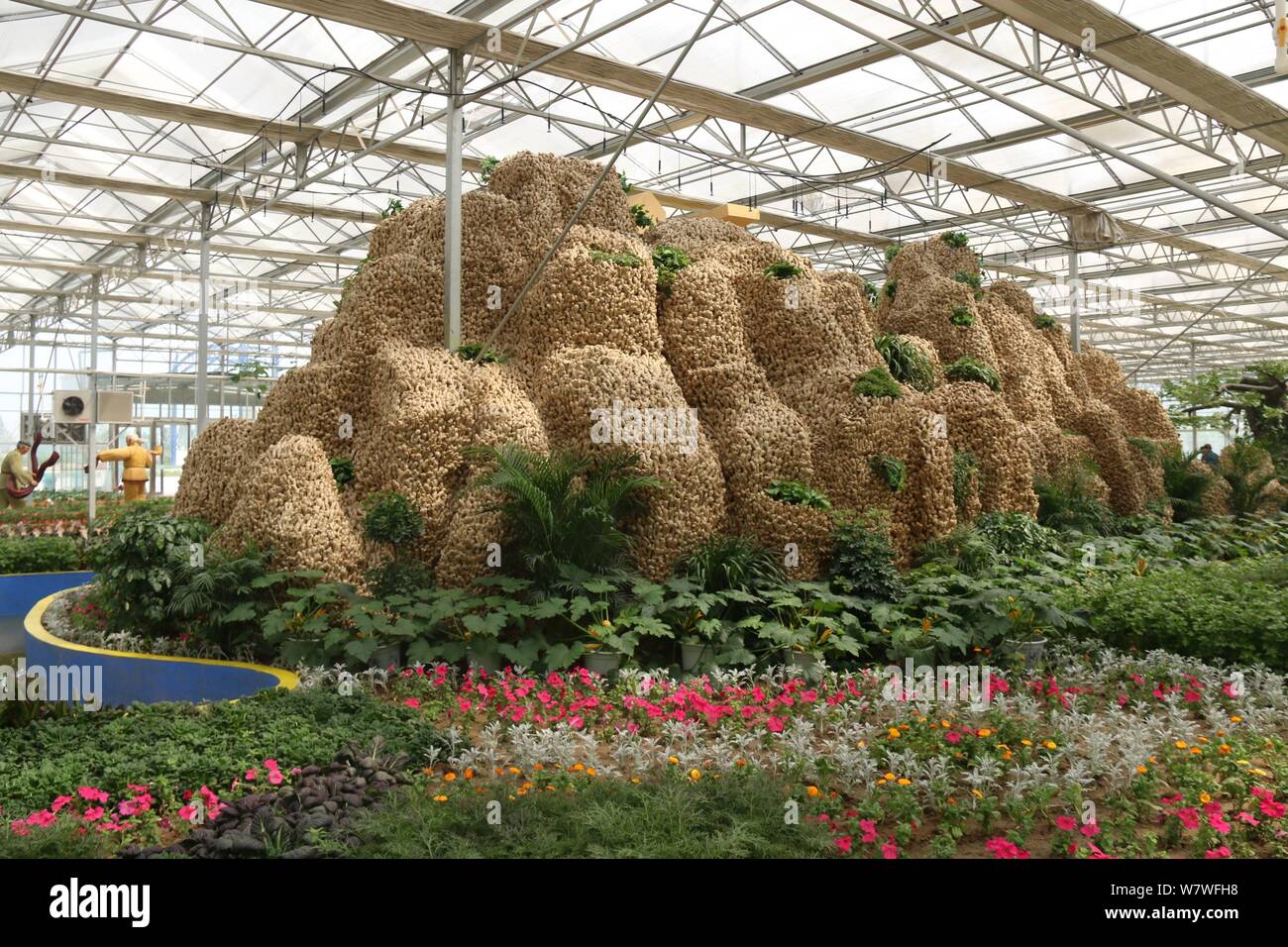 Vue d'un 26 mètres de long de ses sculptures en montagne à partir de 20 000 kilogrammes de plantes gingembre lors d'une expo à Huang county, ville d'Anyang, le centre de la Chine, il Banque D'Images