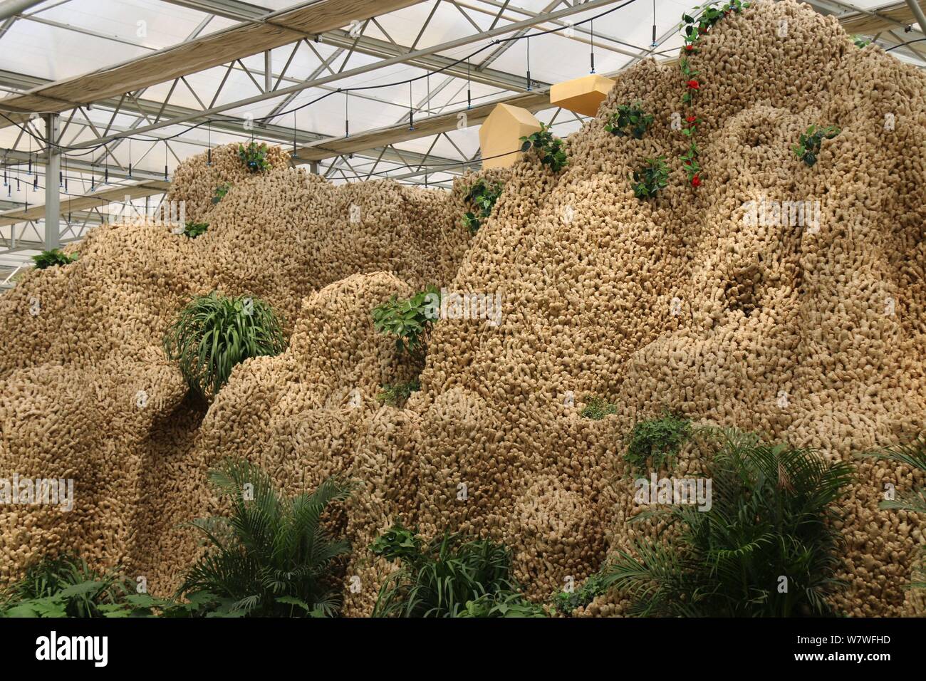 Vue d'un 26 mètres de long de ses sculptures en montagne à partir de 20 000 kilogrammes de plantes gingembre lors d'une expo à Huang county, ville d'Anyang, le centre de la Chine, il Banque D'Images