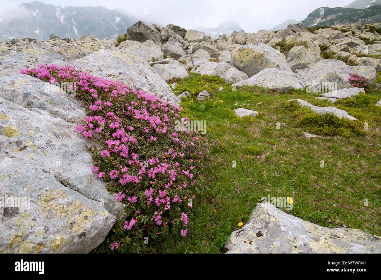 Rhododendron (Rhododendron kotschyi) dans la zone alpine du Retezat, Roumanie. Juin Banque D'Images