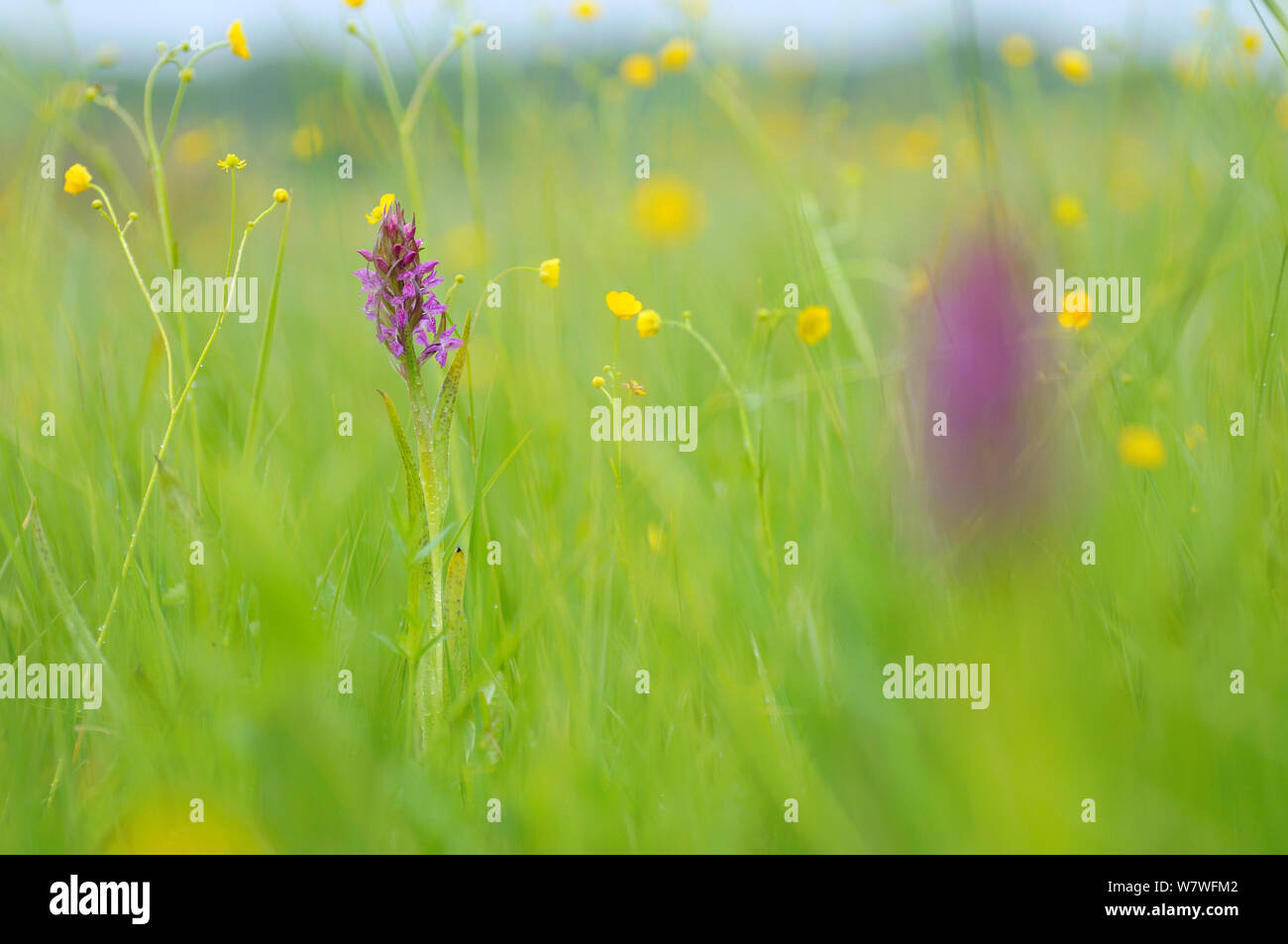 Western marsh orchid (Dactylorhiza majalis) Brasov, Roumanie Montagnes. Peut Banque D'Images