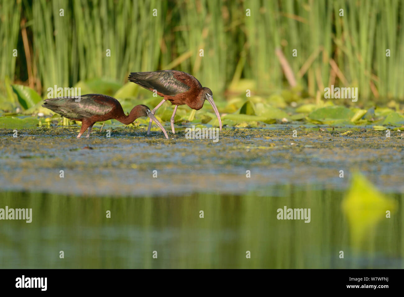 (Plegadis falcinellus glossy ibis) se nourrissent dans le Delta du Danube, en Roumanie. Juin Banque D'Images