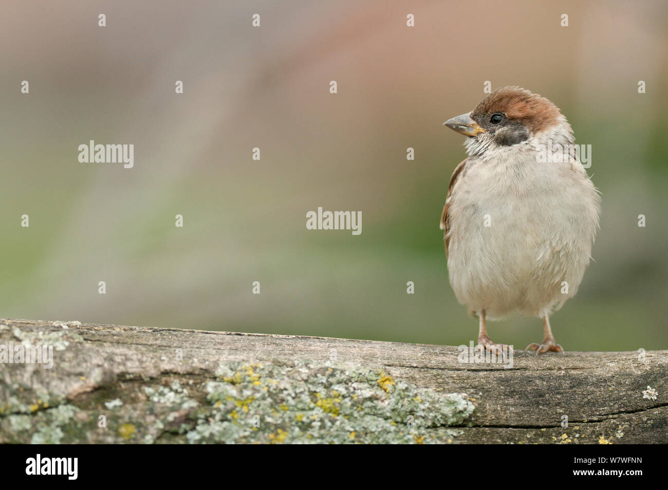 Canard souchet (passer montanus). Panet, Roumanie. Juin Banque D'Images