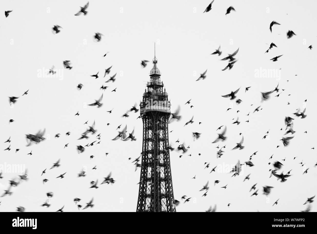 D'une volée d'Étourneaux sansonnets (Sturnus vulgaris), volant en face de la tour de Blackpool, Angleterre, Royaume-Uni, septembre 2010. Banque D'Images