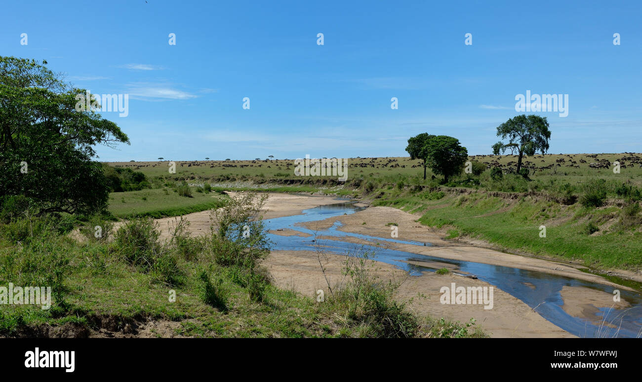 La rivière Ewaso Ngiro lointain avec le Gnou bleu (Connochaetes taurinus) l'élevage, la réserve nationale de Samburu, Kenya, octobre 2013. Banque D'Images