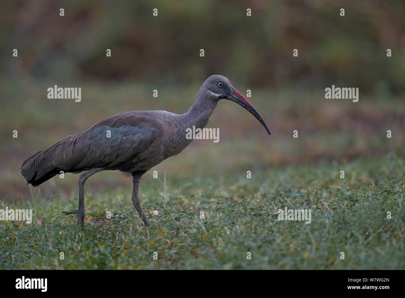 Ibis hagedash Bostrychia hagedash (marche), le lac Bogoria, au Kenya, en octobre. Banque D'Images