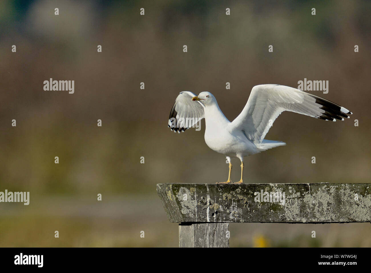 Pattes jaunes (Larus michahellis) avec ailes étirées sur pièce de bois, marais breton, France, décembre. Banque D'Images