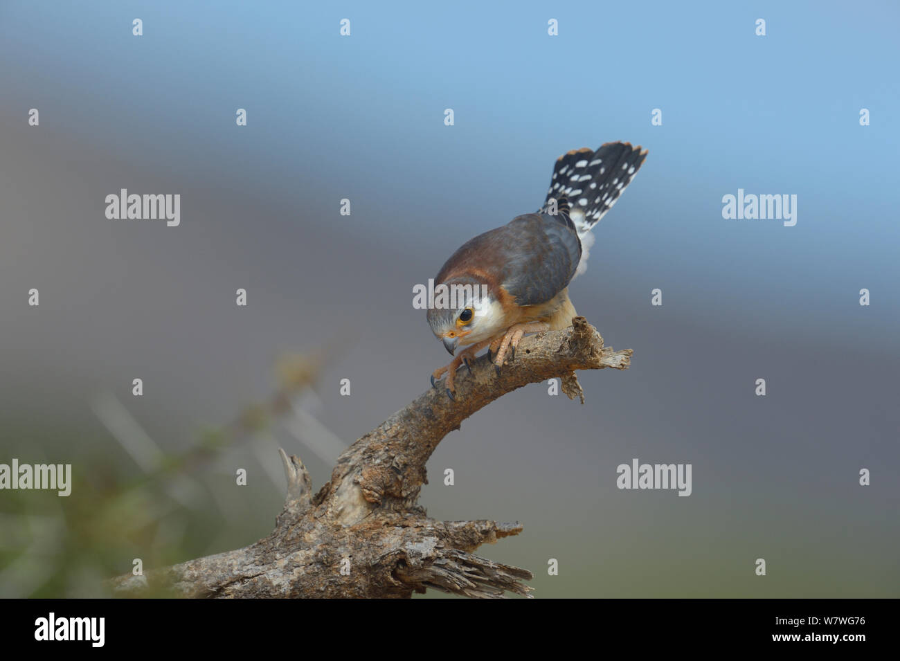 Falcon pygmées d'Afrique (Polihierax semitorquatus) accroupi sur branche, Samburu, Kenya, octobre. Banque D'Images