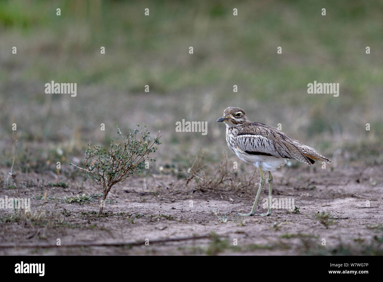 Bruant curlew (Burhinus bistriatus) sur le sol, Masai Mara, Kenya, octobre. Banque D'Images