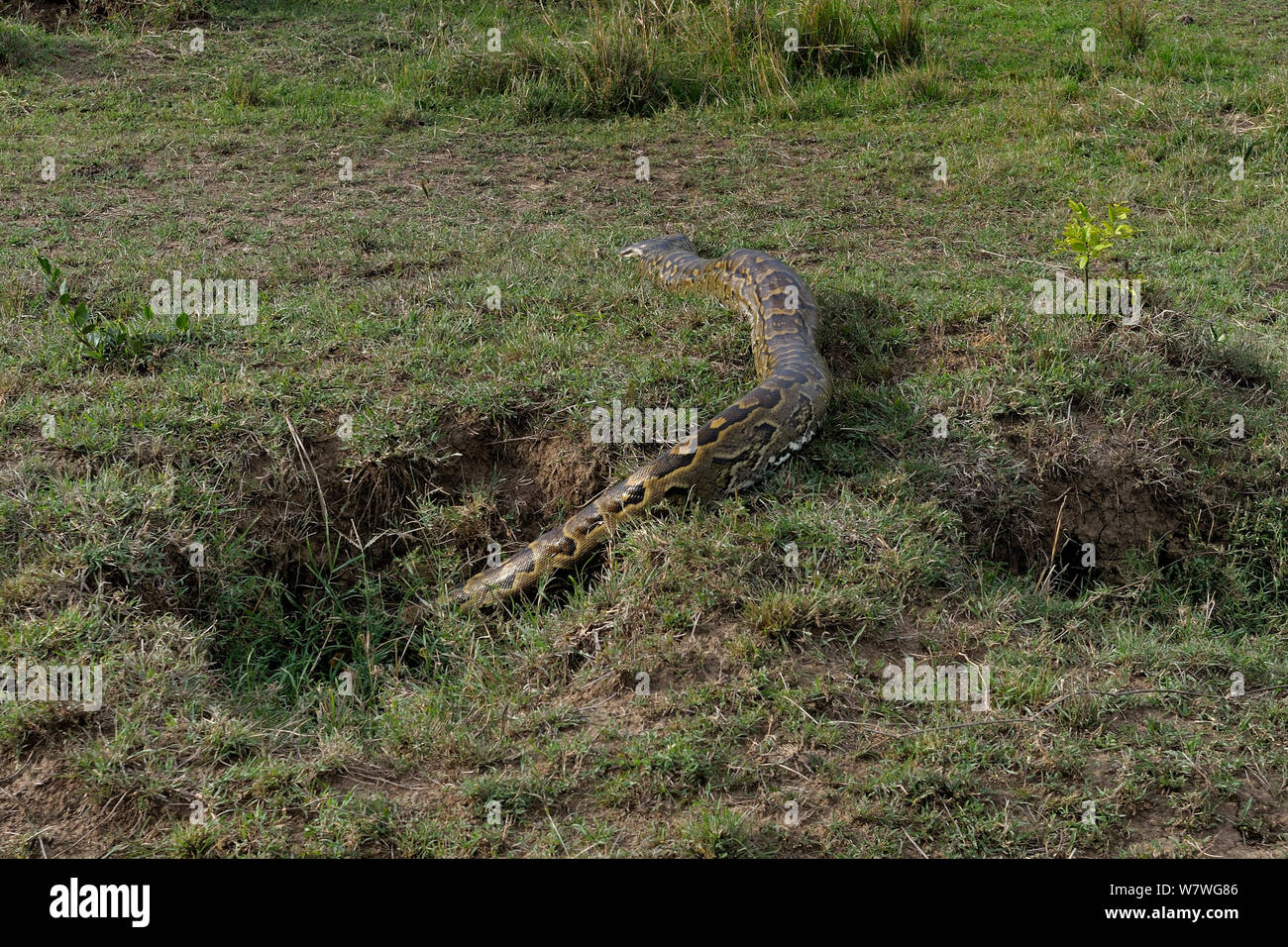 African rock python (Python sebae) passe dans le trou, Masai Mara, Kenya, octobre. Banque D'Images
