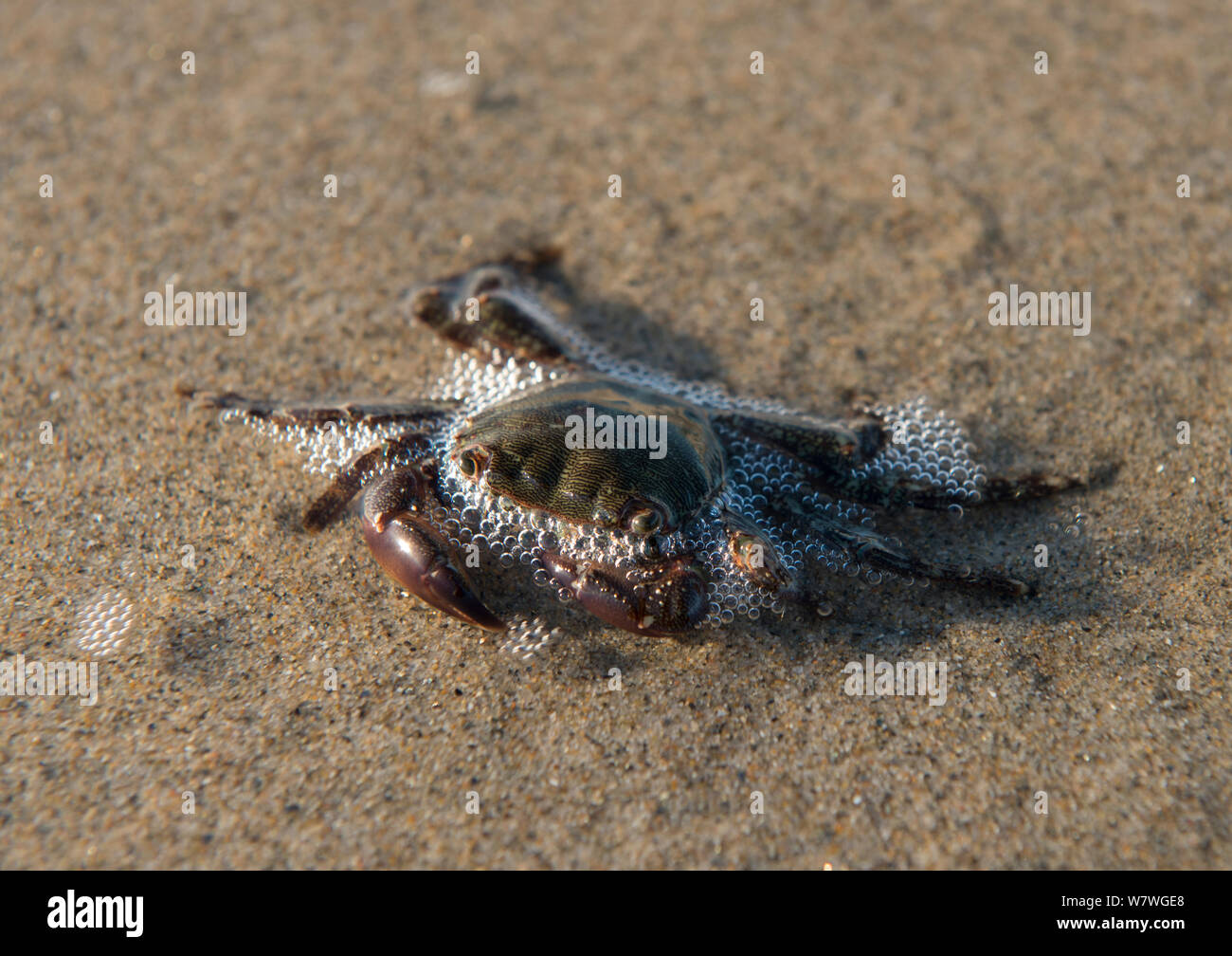 Crabe marbré (Pachygrapsus marmoratus) sur la plage près de Salin de Giraud, Camargue, France, décembre. Banque D'Images