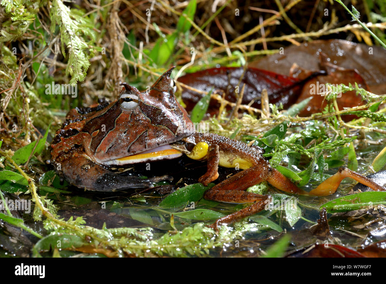 La grenouille cornue d'Amazonie (Ceratophrys cornuta) se nourrit de grenouilles, Guyane française. Banque D'Images