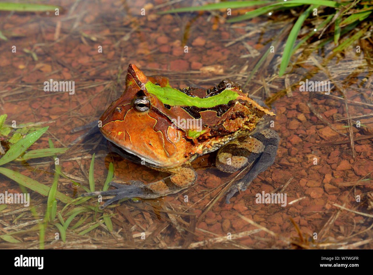 La grenouille cornue d'Amazonie (Ceratophrys cornuta) dans les eaux peu profondes, en Guyane française. Banque D'Images