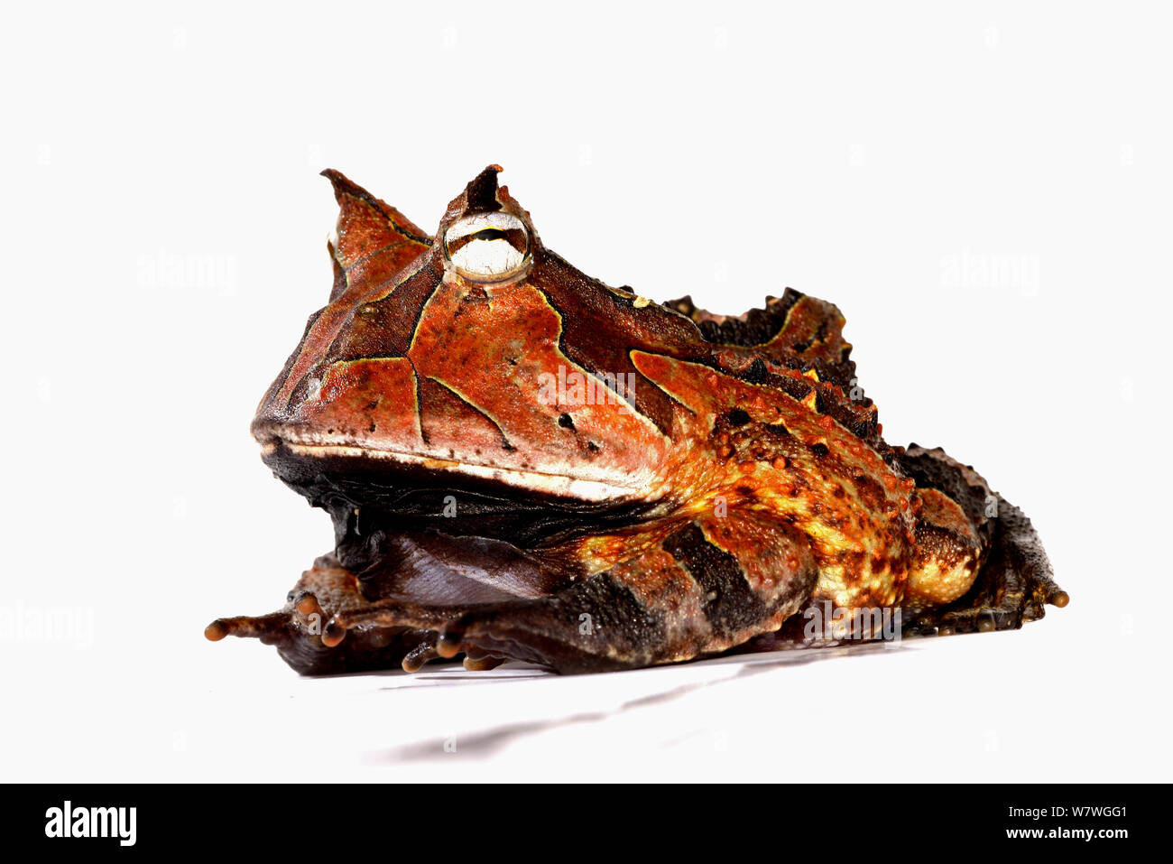 La grenouille cornue d'Amazonie (Ceratophrys cornuta) Guyane française. Prises en studio sur le terrain avec un fond blanc. Banque D'Images