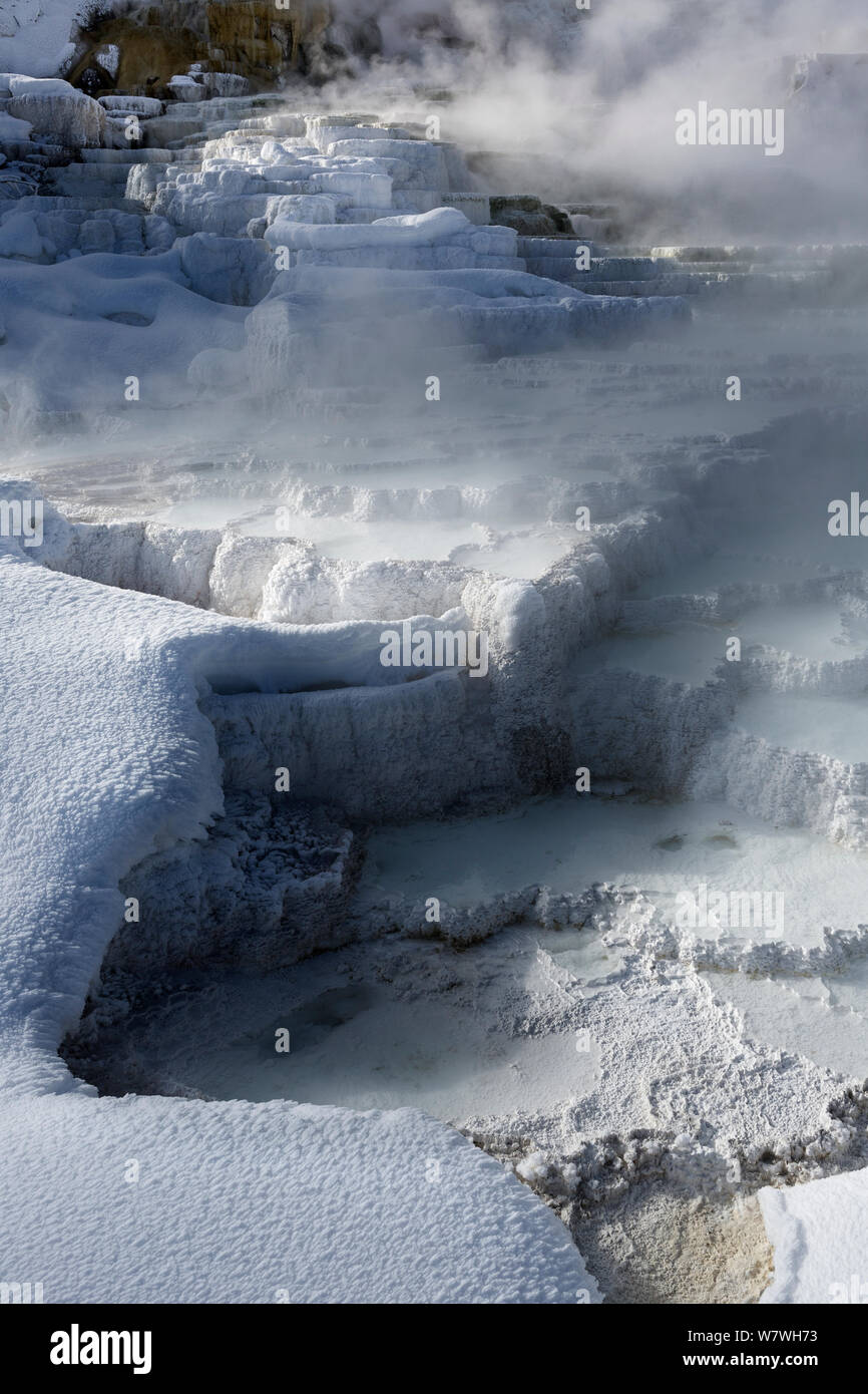Terrasses en travertin inférieur, Mammoth Hot Springs dans le Parc National de Yellowstone, Wyoming, USA, janvier 2014. Banque D'Images