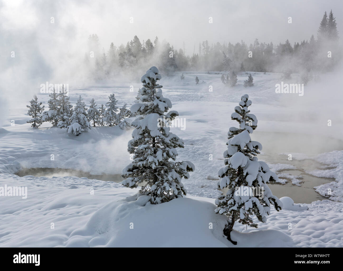 Arbres couverts de neige avec de la vapeur d'eau passant de l'eau chaude, West Thumb Geyser Basin, Parc National de Yellowstone, Wyoming, USA, février 2014. Banque D'Images