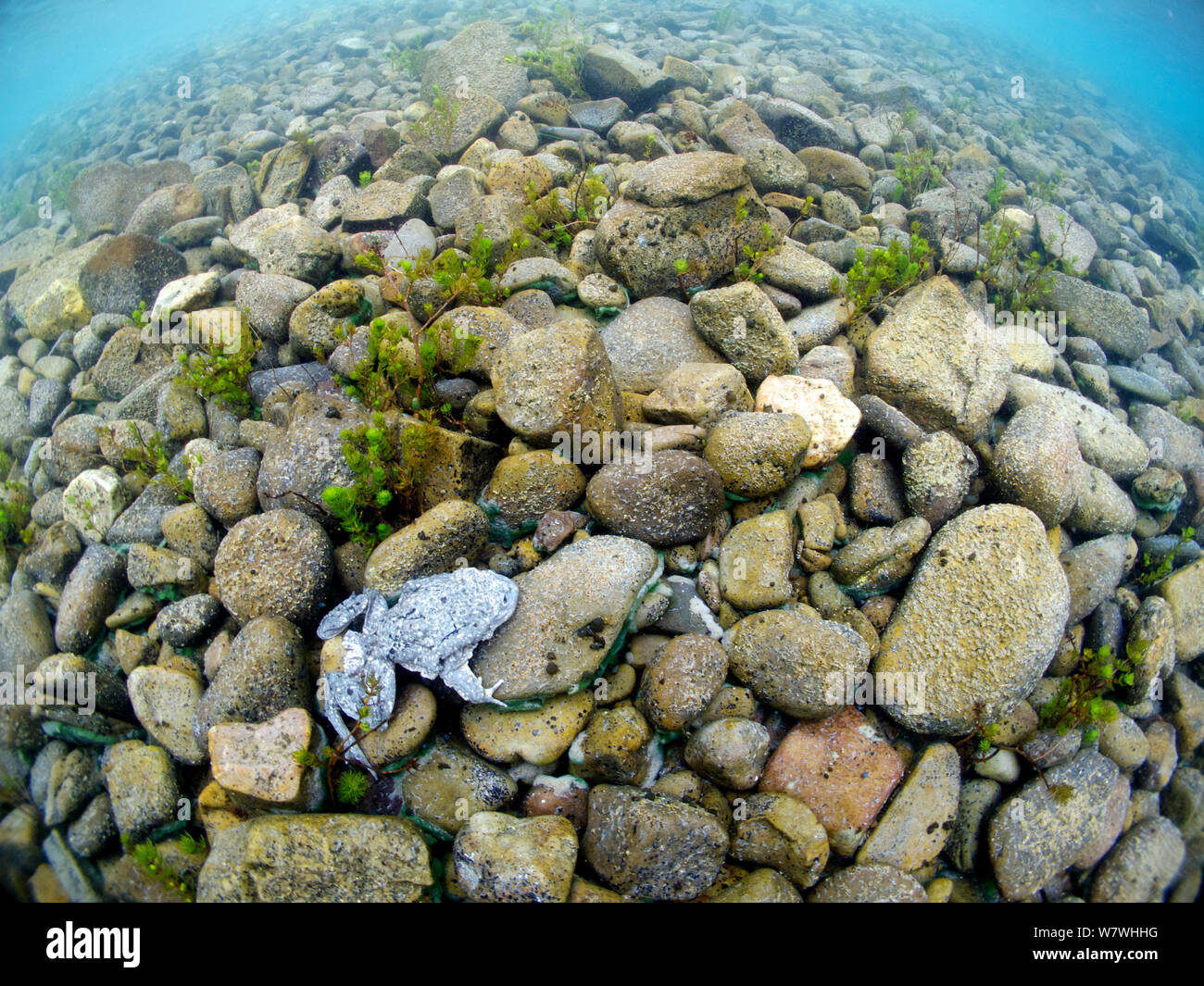 L'eau / Titicaca Le lac Titicaca (grenouille Telmatobius culeus) parmi les pierres sur le fond du lac, le Lac Titicaca, en Bolivie, en octobre, en voie de disparition. Banque D'Images