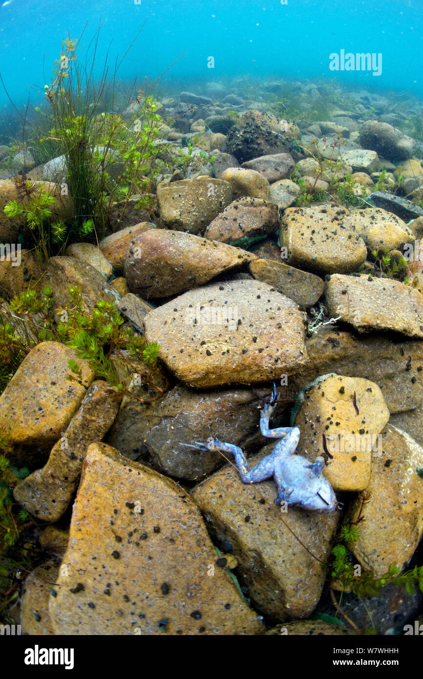 Titicaca morts / l'eau du lac Titicaca (grenouille Telmatobius culeus) en bas sur le lac, le Lac Titicaca, en Bolivie, en octobre, en voie de disparition. Banque D'Images