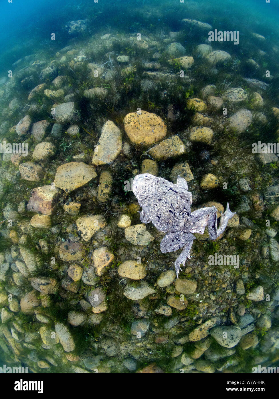 L'eau / Titicaca Le lac Titicaca (grenouille Telmatobius culeus) sur le fond du lac, le Lac Titicaca, en Bolivie, en octobre, en voie de disparition. Banque D'Images