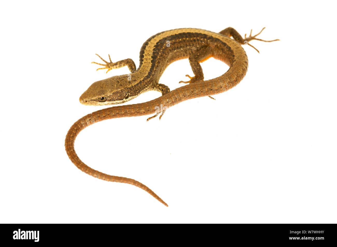 Lizard (Proctoporus sp) Andes, prises contre un fond blanc, la Bolivie. Banque D'Images