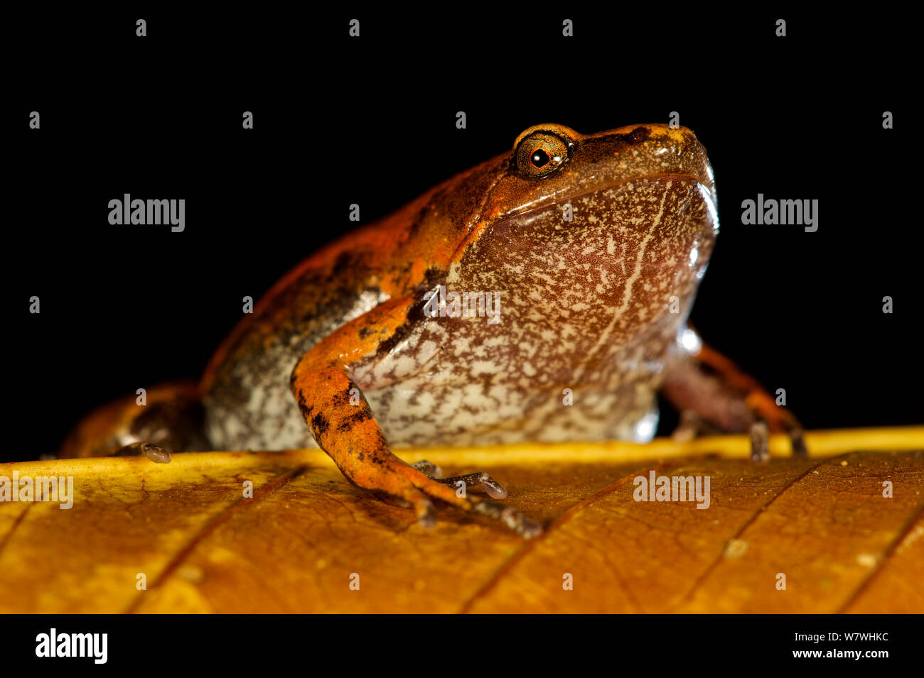 Grenouille (Hamptophryne bêler bolivien boliviana) portrait, sur feuille, Bolivie, novembre. Banque D'Images