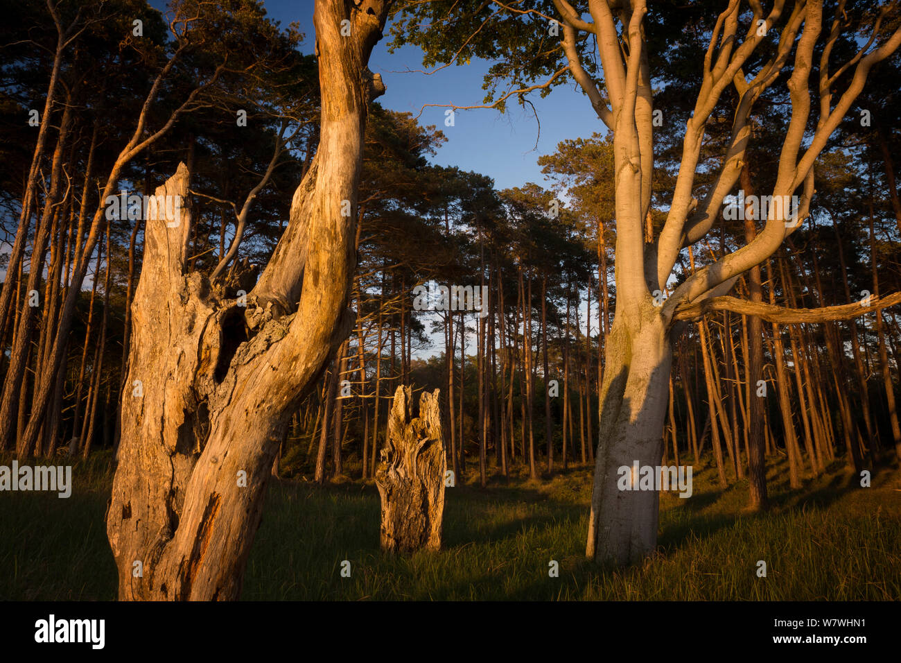 Forêt de pins sur la côte ouest de la péninsule de Darss ini lumière du soir, Fischland-Darss-Zingst, Poméranie occidentale Lagoon Salon National Park, Allemagne, mai 2013. Banque D'Images
