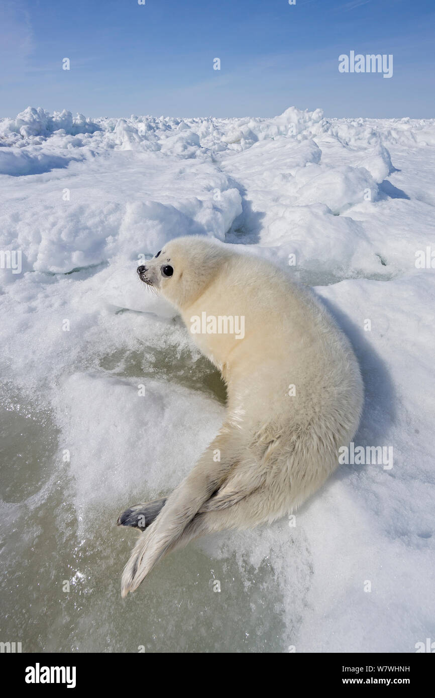 Phoque du Groenland (Phoca groenlandicus) pup sur la glace de mer, îles de la Madeleine, golfe du Saint-Laurent, Québec, Canada, mars. Banque D'Images