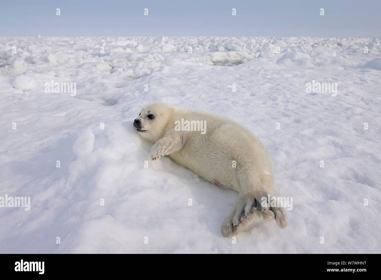 Phoque du Groenland (Phoca groenlandicus) pup reposant sur la glace de mer, îles de la Madeleine, golfe du Saint-Laurent, Québec, Canada, mars. Banque D'Images