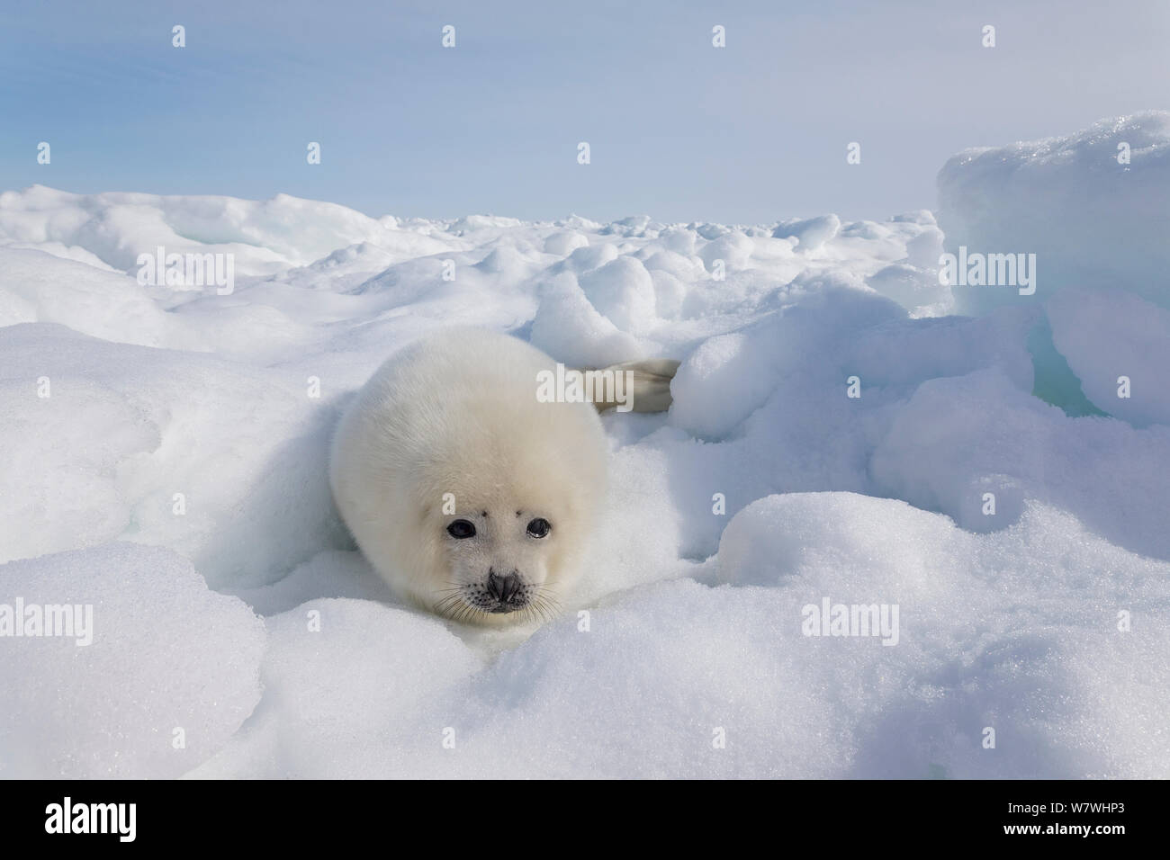 Phoque du Groenland (Phoca groenlandicus) pup sur la glace de mer, îles de la Madeleine, golfe du Saint-Laurent, Québec, Canada, mars. Banque D'Images