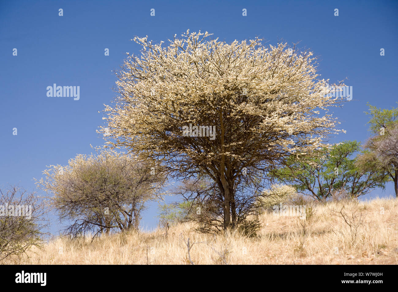 Prunellier (acacia erioloba) Vachellia en fleurs, Centre de la Namibie. Banque D'Images
