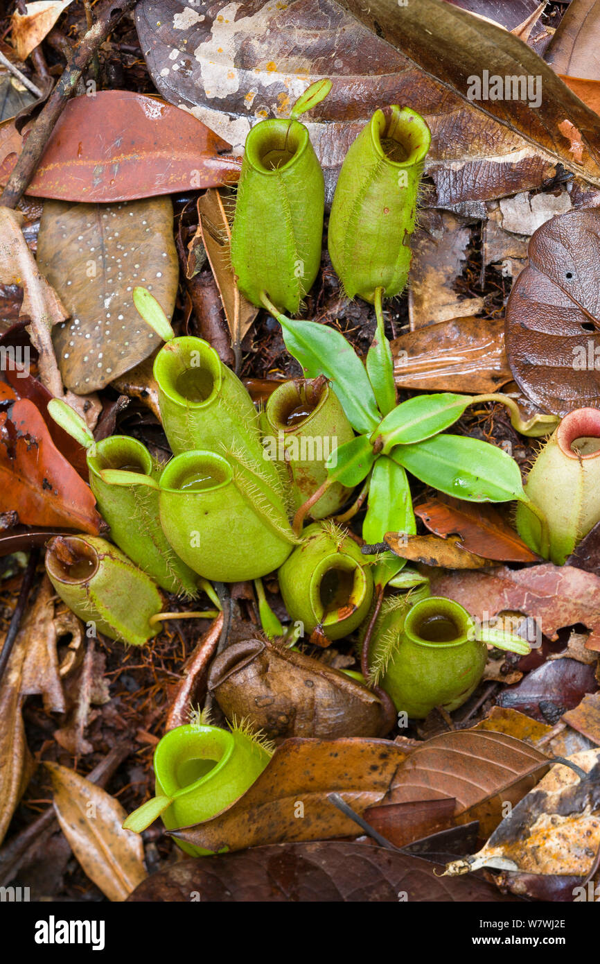 La sarracénie pourpre (Nepenthes ampullaria) Parc national de Bako, Sarawak, Bornéo. Banque D'Images