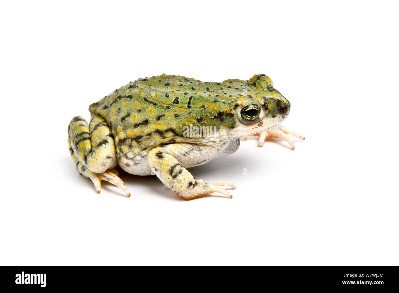 Crapaud vert de Sonora (Anaxyrus debilis) contre l'arrière-plan blanc, Arizona, USA, février. Banque D'Images