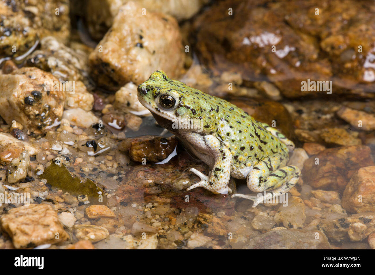 Crapaud vert de Sonora (Anaxyrus debilis) par pool, Arizona, USA, février. Banque D'Images