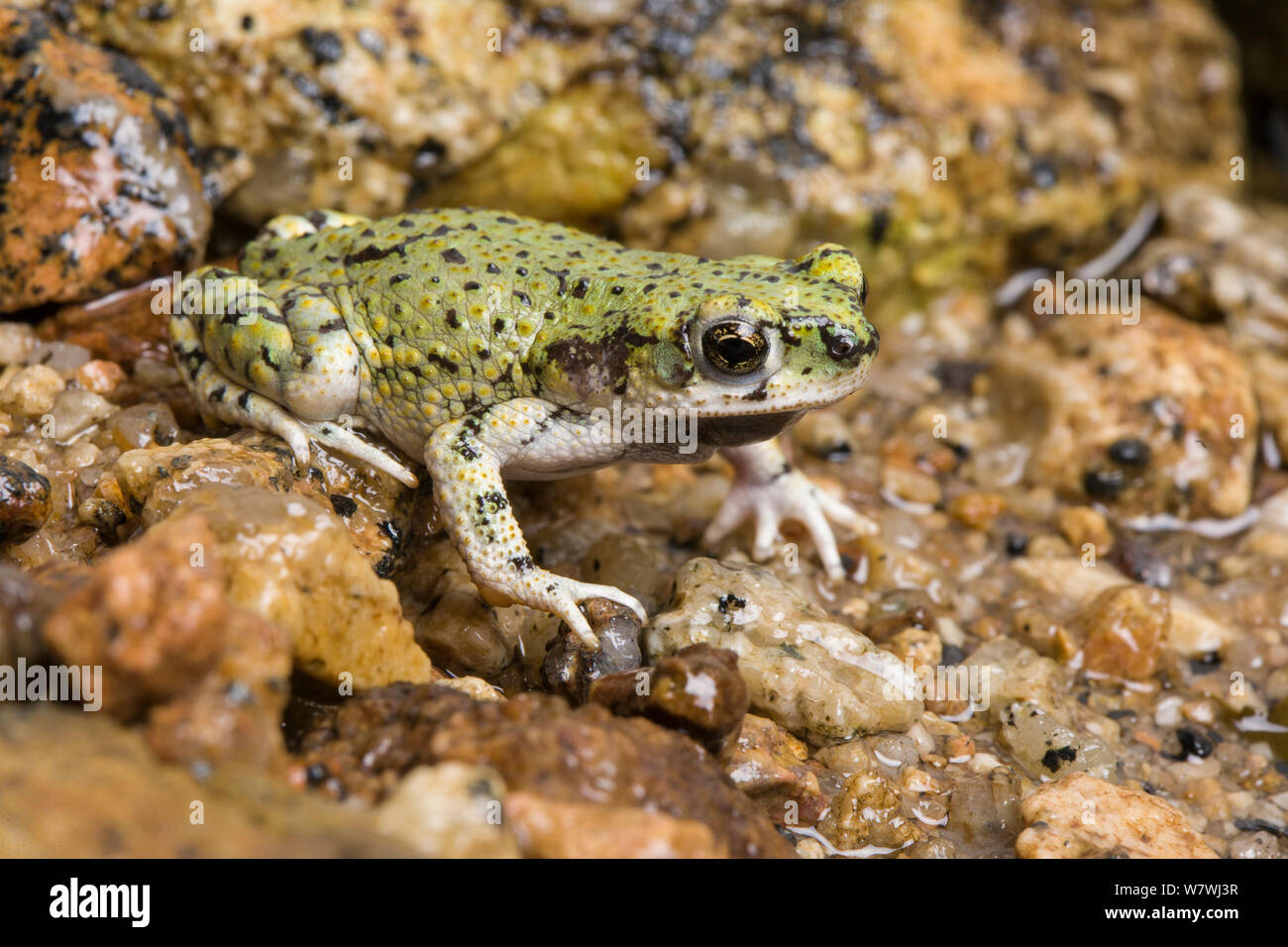 Crapaud vert de Sonora (Anaxyrus debilis) par pool, Arizona, USA, février. Banque D'Images