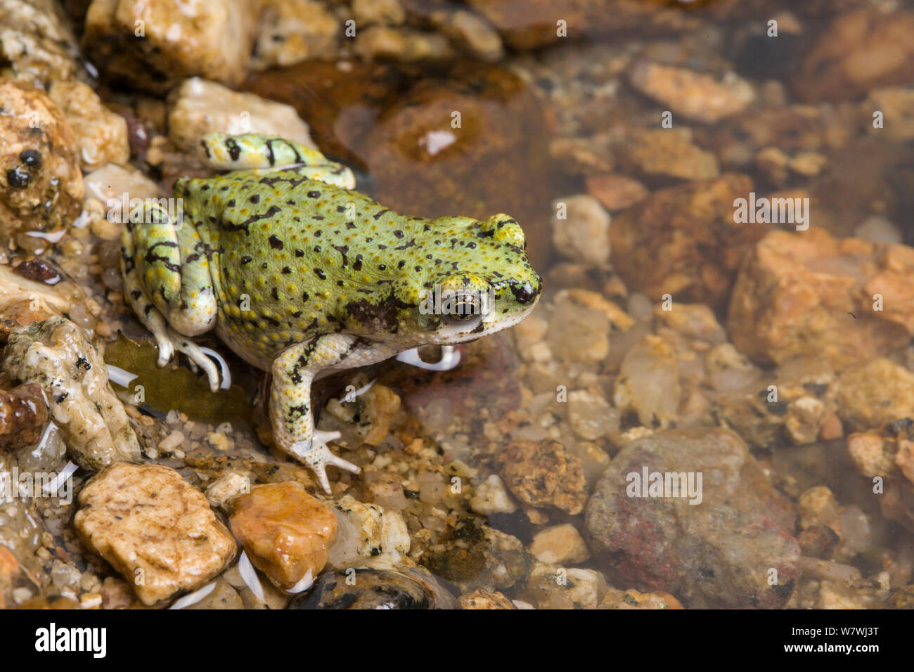 Crapaud vert de Sonora (Anaxyrus debilis) par pool, Arizona, USA, février. Banque D'Images