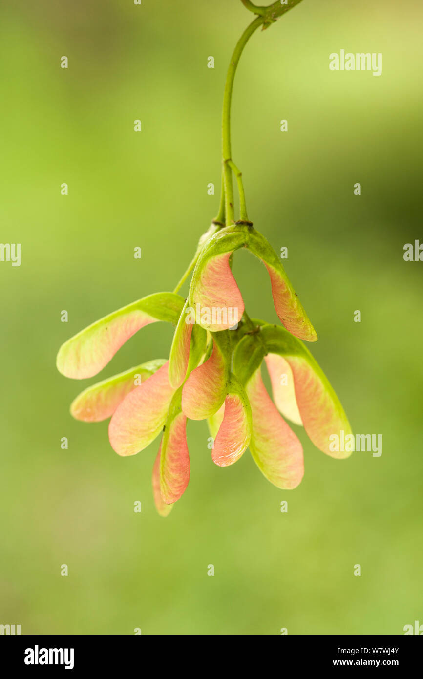 Sycomore Sprouts Graines de sycomore Banque de photographies et d’images à haute ...