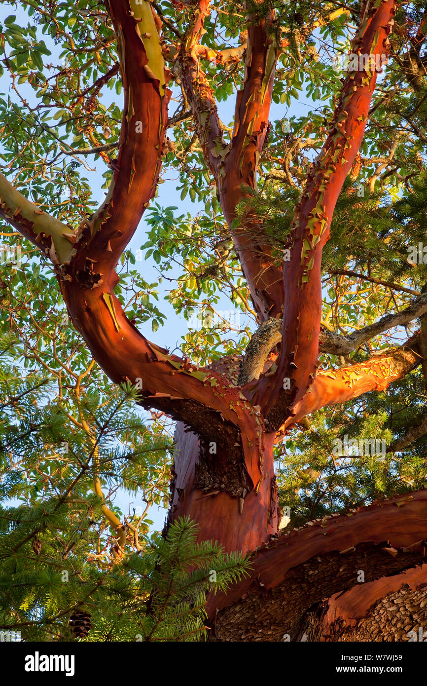 Madrona Madrone, ou du Pacifique (Arbutus menziesii) avec écorce dans les îles San Juan, Texas, USA. Composé de plusieurs images empilés pour la profondeur de champ. Août 2012. Banque D'Images