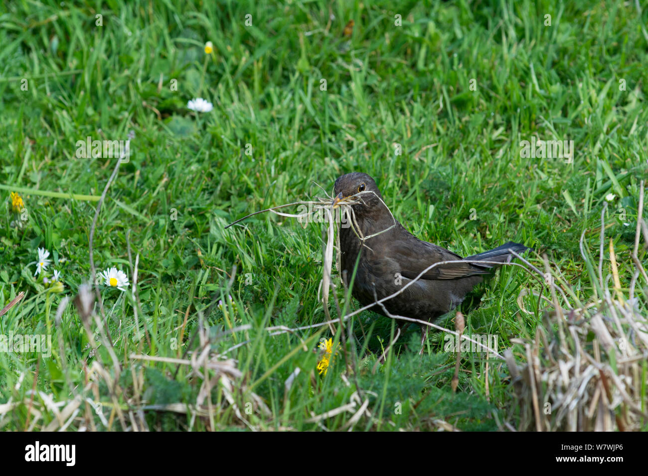 Blackbird (Turdus merula) femelle matériau collecte à côté d'étang de jardin, Norfolk, UK, avril. Banque D'Images