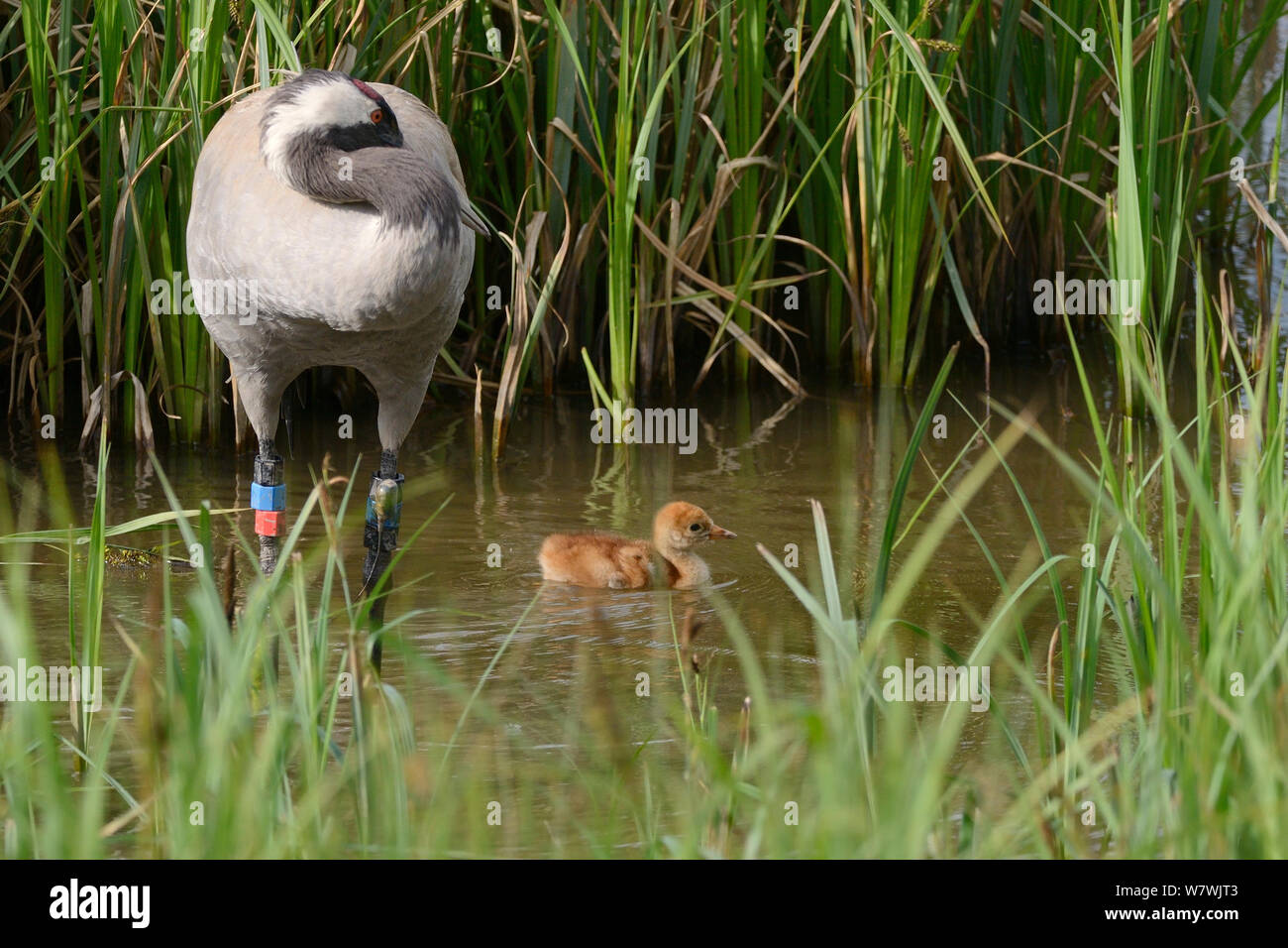 Deux jours / commune grue Eurasienne (Grus grus) Nager dans une piscine de carex des marais, comme sa mère, Chris, qui a été libéré par le grand projet de grue en 2010, preens à proximité, Slimbridge, Gloucestershire, Royaume-Uni, mai 2014. Banque D'Images