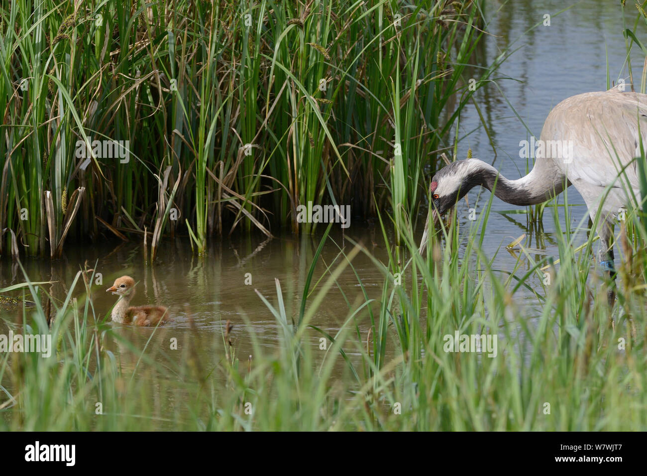 Deux jours / commune grue Eurasienne (Grus grus) Nager dans une piscine de laîche des marais, suivie de près par sa mère, Chris, qui a été libéré par le grand projet de grue en 2010, Slimbridge, Gloucestershire, Royaume-Uni, mai 2014. Banque D'Images