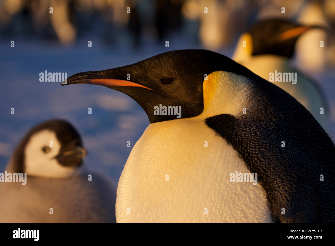 Manchot Empereur (Aptenodytes forsteri) portrait avec chick, l'Antarctique, octobre. Banque D'Images