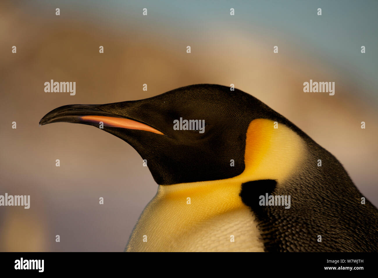 Manchot Empereur (Aptenodytes forsteri) tête portrait, l'Antarctique, septembre. Banque D'Images