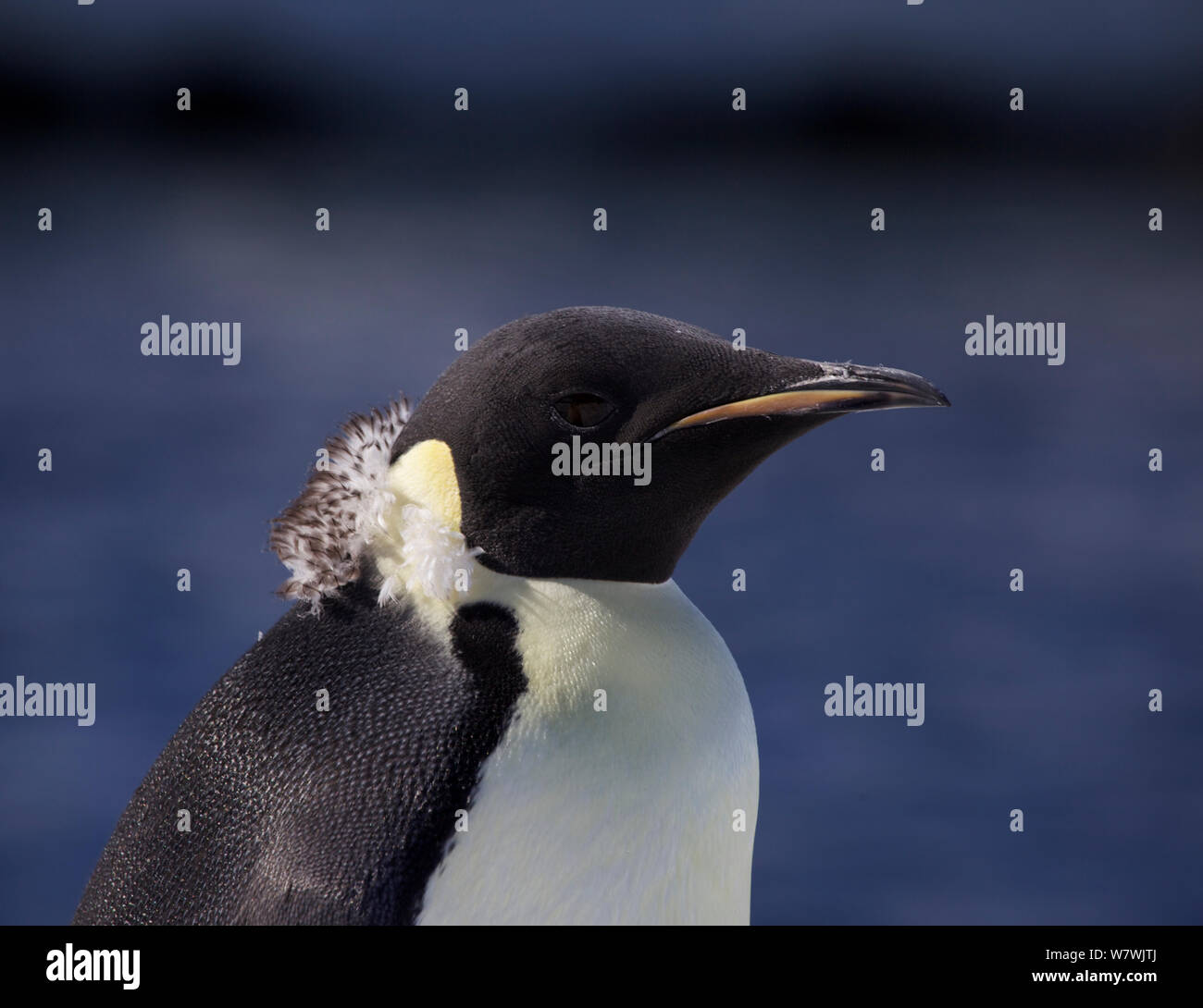 Manchot Empereur (Aptenodytes forsteri) la mue, l'Antarctique, janvier. Banque D'Images