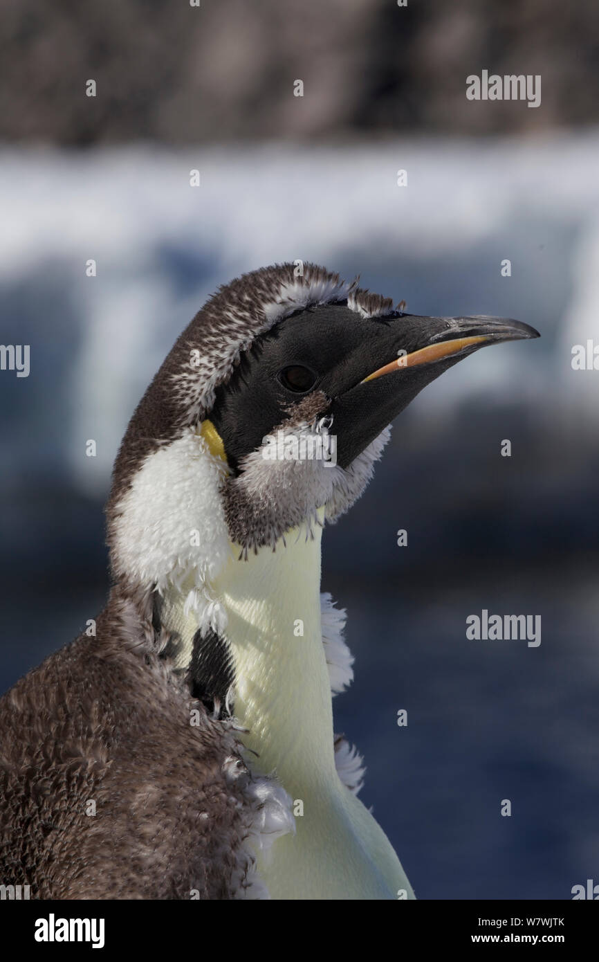 Manchot Empereur (Aptenodytes forsteri) la mue, l'Antarctique, janvier. Banque D'Images