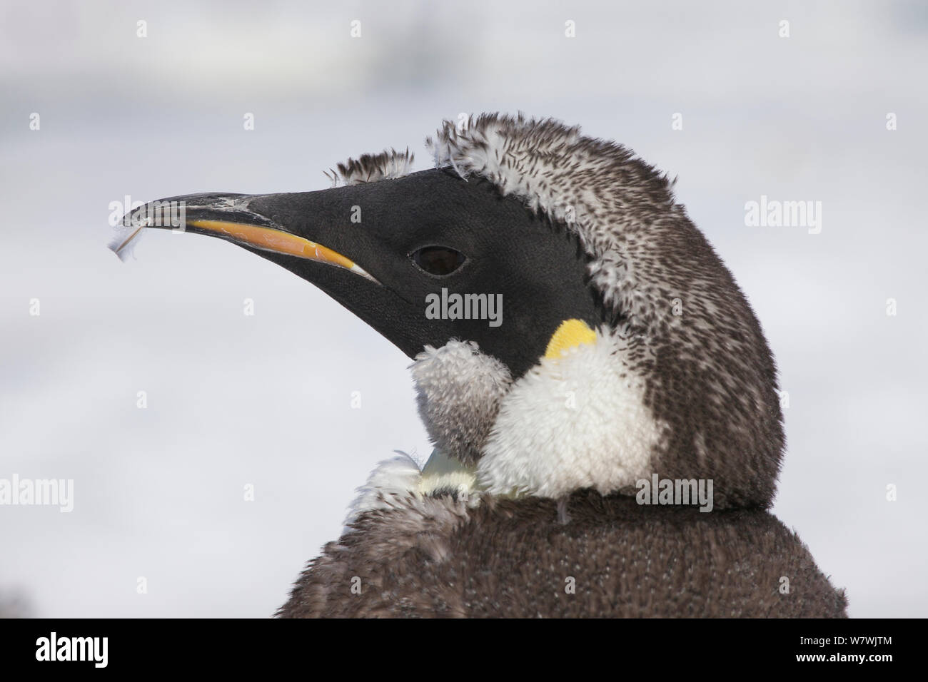 Manchot Empereur (Aptenodytes forsteri) la mue, l'Antarctique, janvier. Banque D'Images