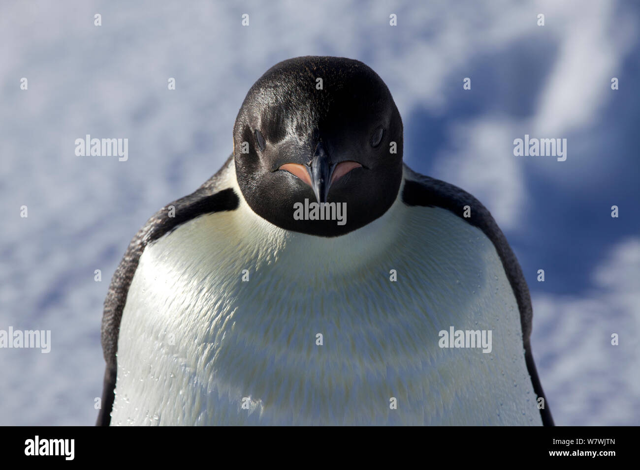 Manchot Empereur (Aptenodytes forsteri) portrait, l'Antarctique, décembre. Banque D'Images