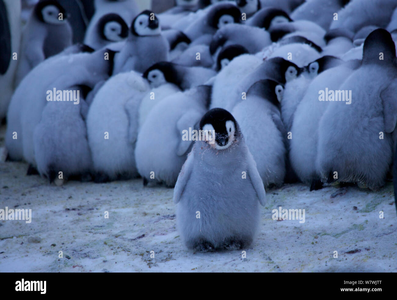 Manchot Empereur (Aptenodytes forsteri) creche avec huddle de poussins derrière, l'Antarctique, septembre. Banque D'Images