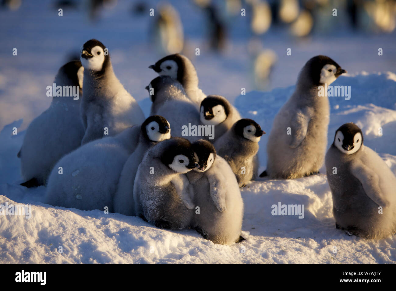 Manchot Empereur (Aptenodytes forsteri), quelques poussins piaillent ensemble, l'Antarctique, septembre. Banque D'Images