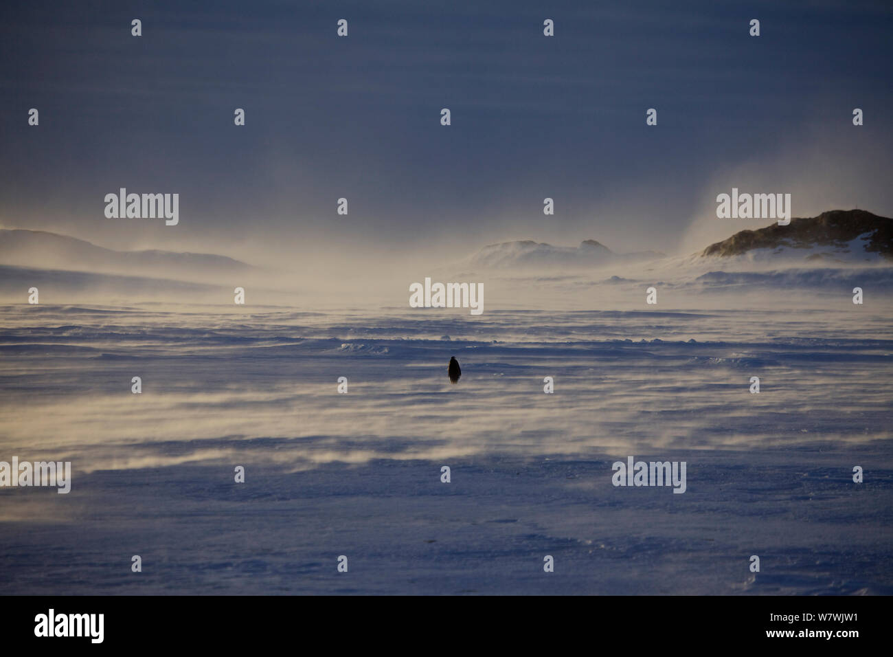 L'manchot empereur (Aptenodytes forsteri) marche dans la tempête, l'Antarctique, septembre. Banque D'Images